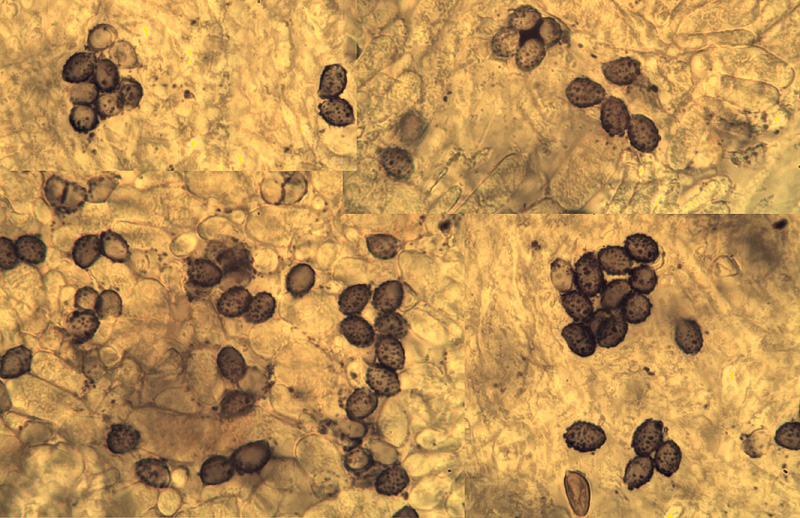 Leucopaxillus rhodoleucus spory
